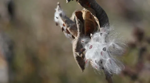 Milkweed seeds blowing 動画素材 35787404