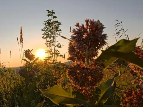 Milkweed sunset Фото