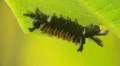 Milkweed Tussock Moth (Euchaetes egle) Caterpillar 1 HD Footage