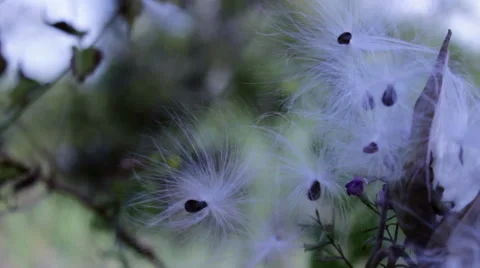 Milkweed In The Wind Stock Footage 41957536