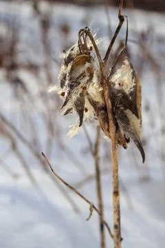 Milkweed in Winter Stock Photos