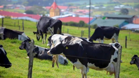 Milky Cows Stock Footage 278122620