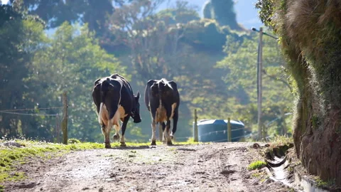 Milky Cows Stock-Footage 278122624