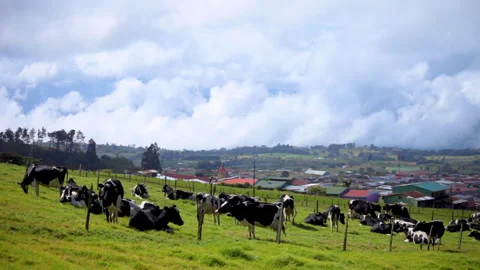 Milky Cows Stock-Footage 278122626