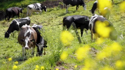 Milky Cows Stock Footage 278122653