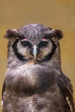 Milky eagle owl Stock Photos