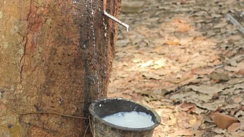 Milky latex flows from the para tree into a plastic black bowl. Video stock 305976835