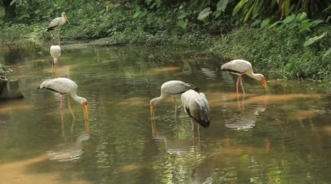 Milky Stork Stock Footage 50896499