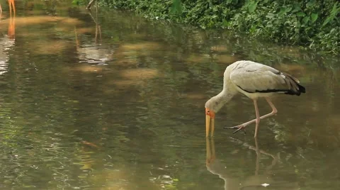Milky Stork Stock Footage 50898162