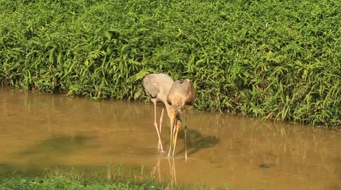 Milky Storks Stock Footage 50880781