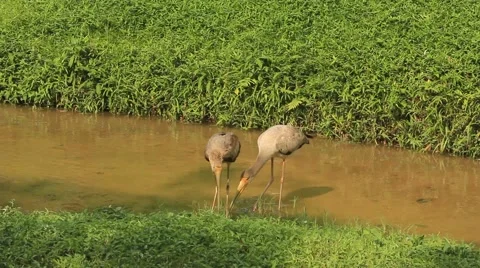 Milky Storks Stock Footage 50880814