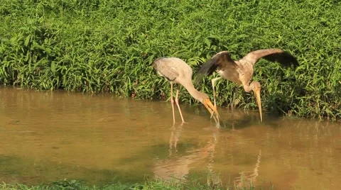 Milky Storks Stock Footage 50880815