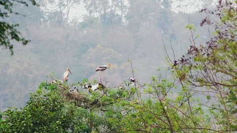 Milky storks in a nest on a tall tree Stock Footage 100657744