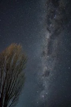 Milky way arcing over a leafless tree Stock Photos
