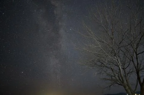 Milky way arcing over a leafless tree Stock Photos
