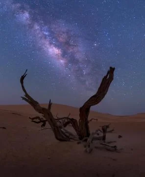 Milky way behind dead tree in the desert of empty quarter. Stock Photos