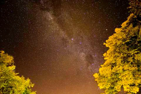 Milky Way Between Trees Stock Photos