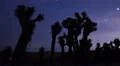 Milky Way Galaxy Joshua Trees 05 Time Lapse Mojave Desert California 4K 4k or 4k+ Resolution