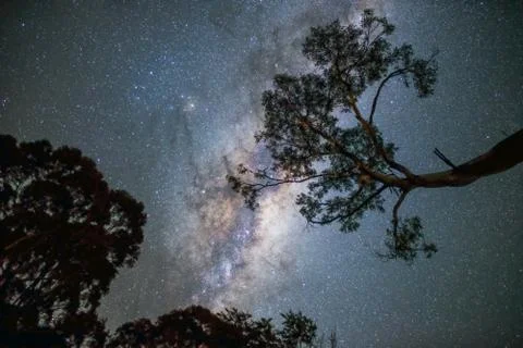 Milky Way over a tree Stock Photos