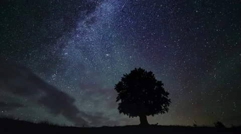 Milky way passes over a lonely tree in a field at night timelapse Stock Footage