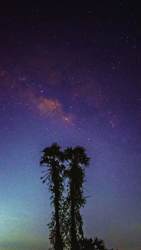 Milky Way Rising Behind Two Palm Trees – Night Sky Timelapse Stock Footage 313558602