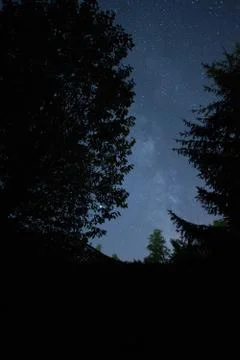 Milky way seen through the forest trees Stock Photos