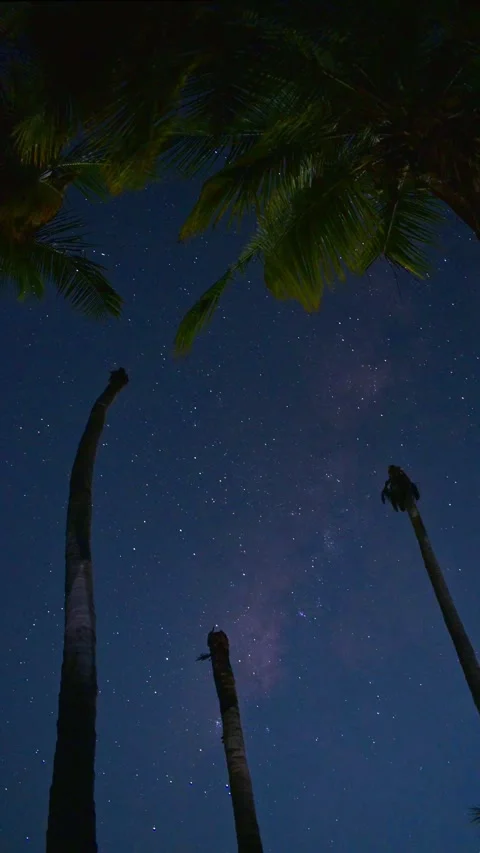 Milky Way Sets as Moon Rises – Palm Trees Under Magical Sky Stock Footage 313558206
