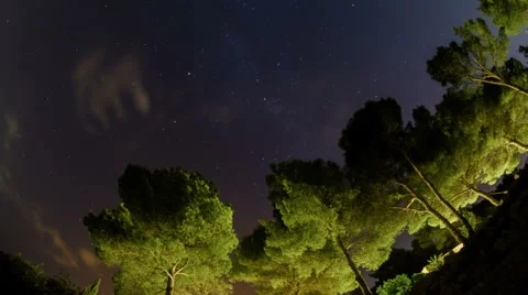 Milky way time lapse and row of mediterranean pines HD Stock Footage 42764558