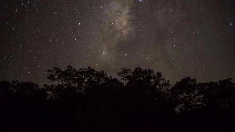 Milky way time lapse in forest 4k Stock Footage 97780798