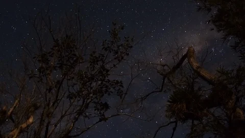 Milky way Time lapse with trees in the foreground 4K Stock Footage 89613101
