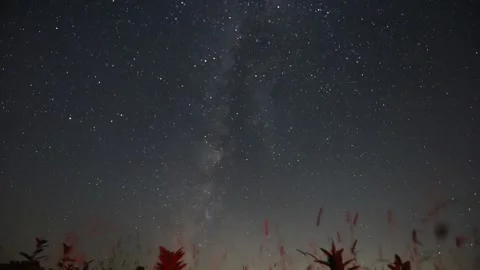 Milkyway behind foreground of wheat grass  Stock Footage 161053969