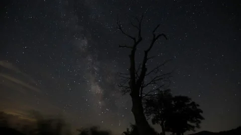 Milkyway behind tree Stock Footage 161054084