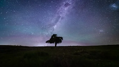 Milkywayoveratree Stock-Footage 311664067