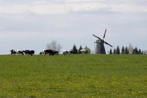 Mill and cows in the field Stock Photos