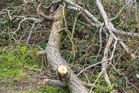 Mill Pond Stock Photos