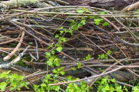 Mill Pond Stock Photos