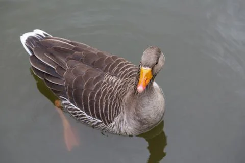 Mill Pond Foto stock