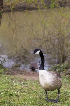Mill Pond Stock Photos