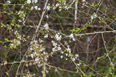 Mill Pond Stock Photos