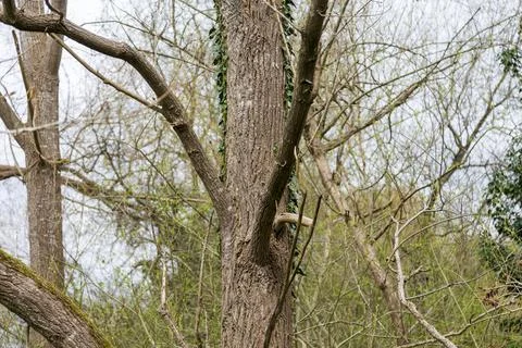 Mill Pond Stock Photos