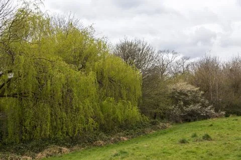 Mill Pond Stock Photos