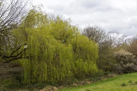 Mill Pond Stock Photos