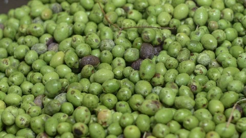 Mill, Production, food. Processing olives, making Olive Oil Stock Footage 110835573