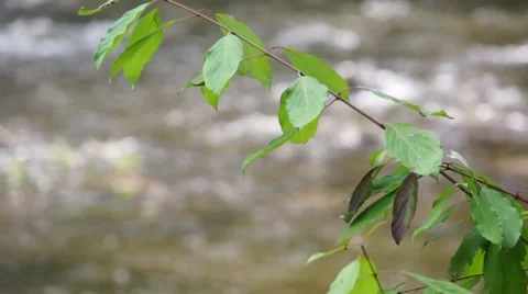 Mill River 스톡 동영상 8690470