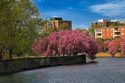 Mill River Nature Setting Stock Photos