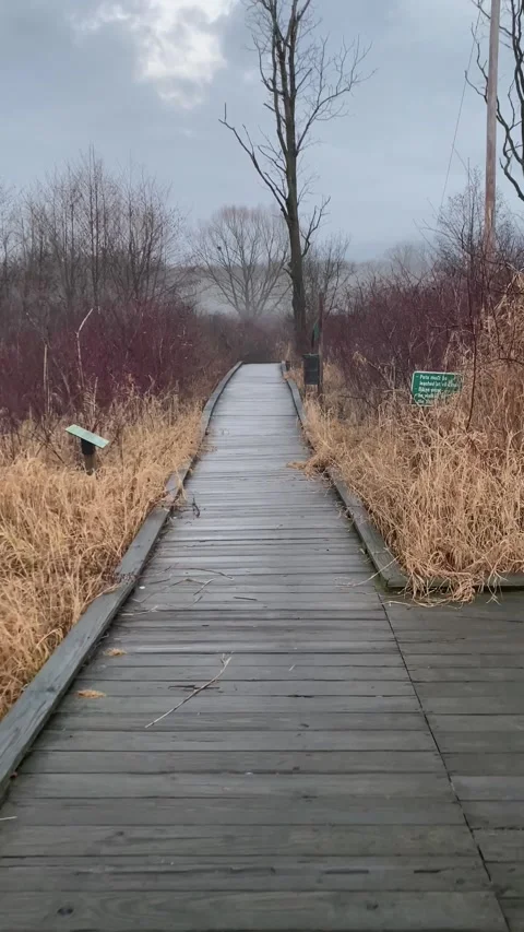 Millbrook Marsh Boardwalk2 State College Stock Footage 244789100