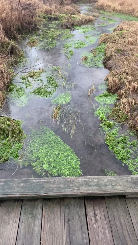Millbrook Marsh Nature Center Stream to wooded view State College Pennsylvania Stock Footage 244789264