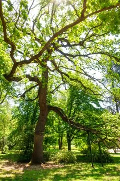 Millenary oak with more than two thousand years of age in the Campo del Moro Stock Photos