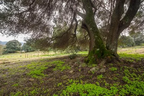 Millenary olive tree Stock Photos