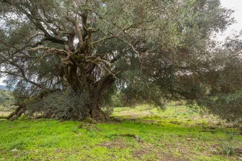 Millenary olive tree Stock Photos